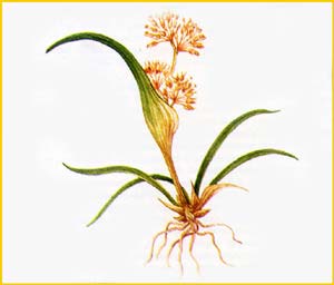    ( Coleanthus subtilis ),    