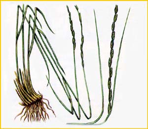   ( Elytrigia stipifolia ),    