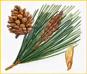   ( Pinus densiflora ),    