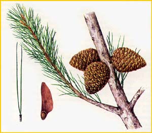   ( Pinus eldarica ),    
