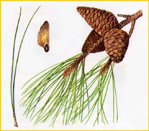    ( Pinus pithyusa ),    