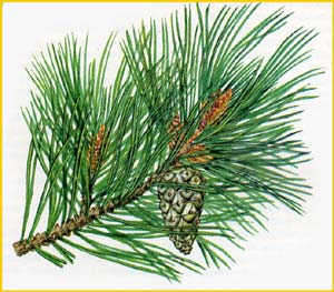   .  ( Pinus sylvestris var. cretacea ),    