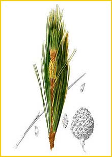  ( inus kesiya ) Flora de Filipinas 1880-1883 by Francisco Manuel Blanco