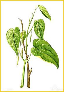   ( Piper betel ) Flora de Filipinas 1880-1883 by Francisco Manuel Blanco