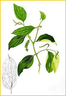   ( Piper nigrum ) Flora de Filipinas 1880-1883 by Francisco Manuel Blanco