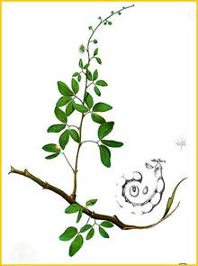    (  Pithecellobium dulce / Mimosa dulcis ) Flora de Filipinas 1880-1883 by Francisco Manuel Blanco