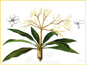   ( Plumeria alba ) Flora de Filipinas 1880-1883 by Francisco Manuel Blanco