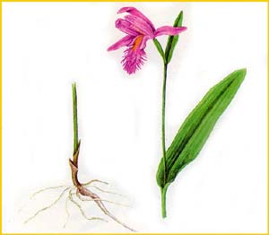    (  Pogonia japonica  )    