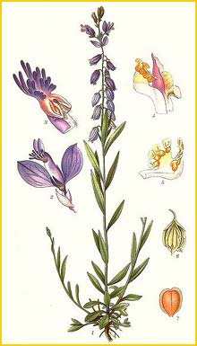    ( Polygala vulgaris  ) Bilder ur Nordens Flora (1926) by Carl Lindman