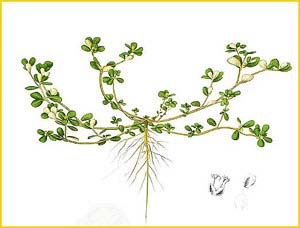    ( ortulaca oleacea ) Flora de Filipinas 1880-1883 by Francisco Manuel Blanco