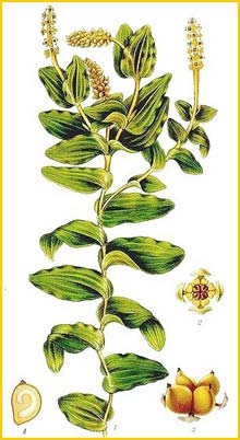     ( Potamogeton perfoliatus ) Bilder ur Nordens Flora (1926) by Carl Lindman 