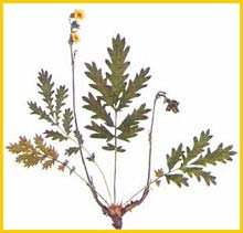   ( Potentilla longifolia ),     