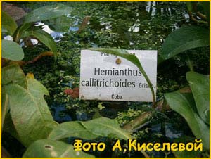   ( Hemianthus callitrichiodes )