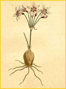   ( Hessea cinnamomea ) Curtis's Botanical Magazine 1811
