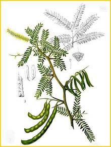   ( Prosopis juliflora ) Flora de Filipinas 1880-1883 by Francisco Manuel Blanco