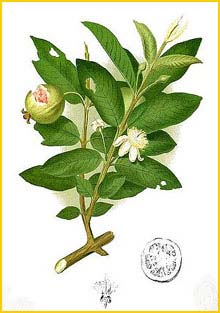   ( Psidium guajava ) Flora de Filipinas 1880-1883 by Francisco Manuel Blanco