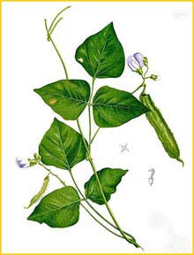    ( Psophocarpus tetragonolobus ) Flora de Filipinas 1880-1883 by Francisco Manuel Blanco