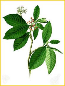   ( Psychotria tacpo ) Flora de Filipinas 1880-1883 by Francisco Manuel Blanco