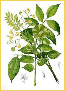   ( Pterocarpus indicus ) Flora de Filipinas 1880-1883 by Francisco Manuel Blanco