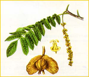   ( Pterocarya pterocarpa / fraxinifolia / caucasica ),    