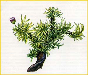   ( Pterocephalus fruticulosus ),    