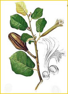   ( Pterospermum diversifolium ) Flora de Filipinas 1880-1883 by Francisco Manuel Blanco 