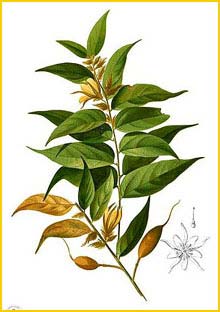   ( Pterospermum semisagittatum ) Flora de Filipinas 1880-1883 by Francisco Manuel Blanco