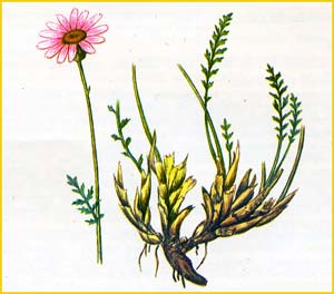   ( Pyrethrum mikeschinii ),    