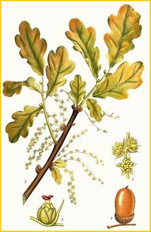    ( Quercus robur ) Bilder ur Nordens Flora (1926) by Carl Lindman