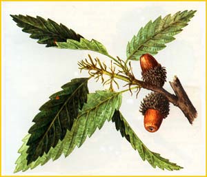   ( Quercus castaneifolia ),    