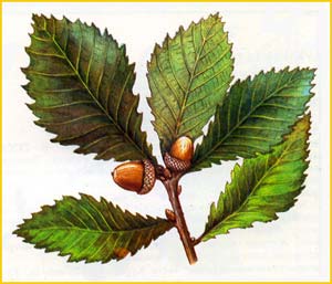  ( Quercus crispula ),    