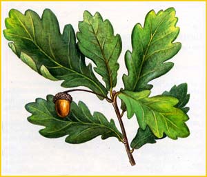   ( Quercus imeretina ),    