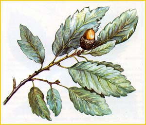   ( Quercus infectoria ),    