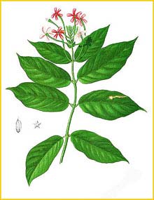   ( Quisqualis malabarica ) Flora de Filipinas 1880-1883 by Francisco Manuel Blanco