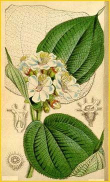   ( Heterotrichum macrodon ) Curtis's Botanical Magazine