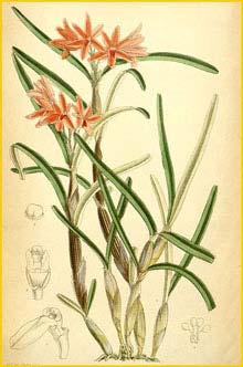   ( Hexisea bidentata ) Curtis's Botanical Magazine