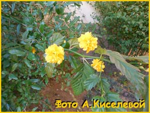   .  ( Kerria japonica var. pleniflora )