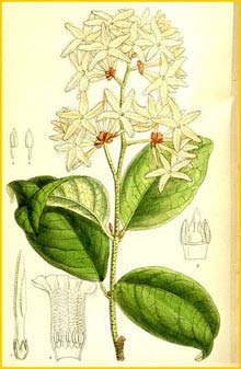   ( Landolphia petersiana )  Curtis's Botanical Magazine 1911
