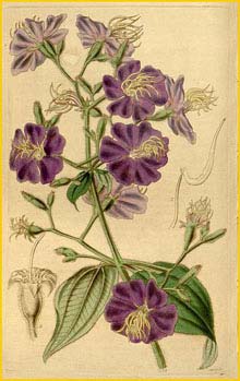   ( Lasiandra petiolata ) Curtis's Botanical Magazine