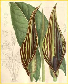   ( Lasimorpha senegalensis ) Curtis's Botanical Magazine