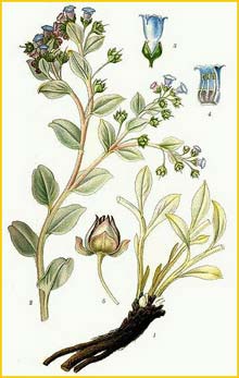   ( Mertensia maritima ) Bilder ur Nordens Flora (1901-1905) by Carl Lindman