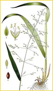   ( ilium effusum ) Bilder ur Nordens Flora (1901-1905) by Carl Lindman