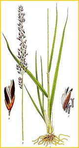   ( Molinia caerulea ) Bilder ur Nordens Flora (1901-1905) by Carl Lindman