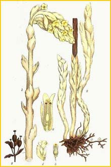 /   ( Monotropa hypopitys ) Bilder ur Nordens Flora (1901-1905) by Carl Lindman