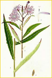   /   ( Lactuca sibirica / Mulgedium sibiricum ) Bilder ur Nordens Flora (1901-1905) by Carl Lindman