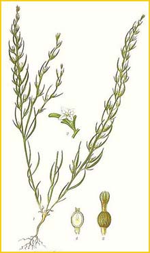   ( Thesium alpinum ) Bilder ur Nordens Flora (1901-1905) by Carl Lindman
