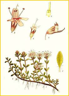   ( Thymus serpyllum ) Bilder ur Nordens Flora (1901-1905) by Carl Lindman