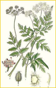   /  ( Torilis japonica / Torilis anthriscus ) Bilder ur Nordens Flora (1901-1905) by Carl Lindman
