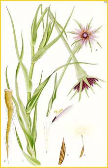   /   ( Tragopogon porrifolius ) Bilder ur Nordens Flora (1901-1905) by Carl Lindman