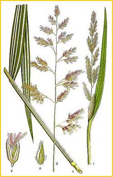  /   ( Phalaris / Phalaroides / Digraphis / Typhoides arundinacea ) Bilder ur Nordens Flora (1901-1905) by Carl Lindman 